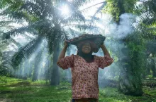 Według AP na plantacjach oleju palmowego dochodzi do gwałtów i nadużyć (fot. Shutterstock)