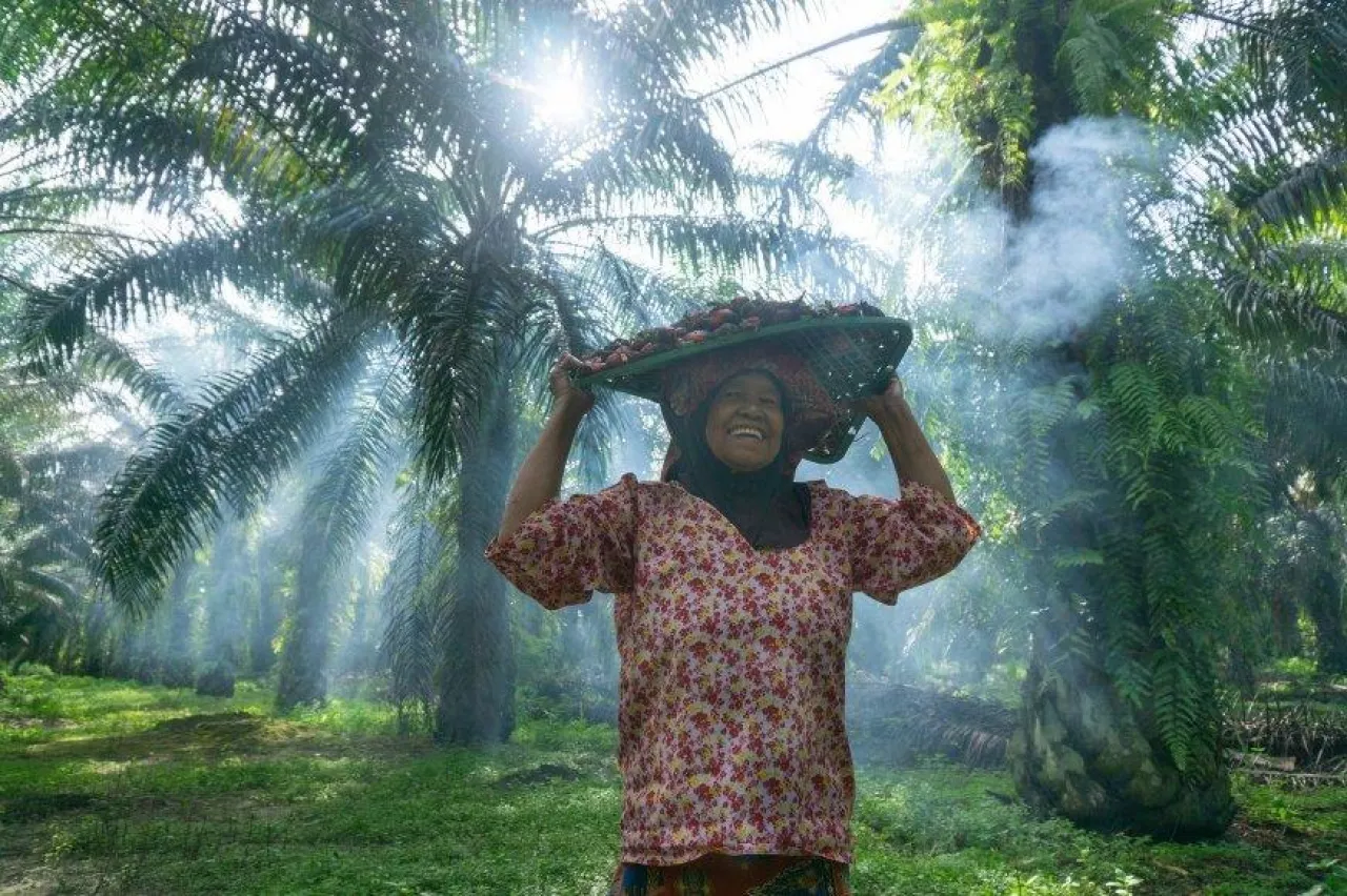 Według AP na plantacjach oleju palmowego dochodzi do gwałtów i nadużyć (fot. Shutterstock)