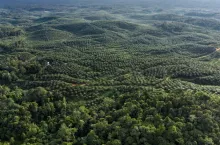 Borneo to trzecia co do wielkości wyspa na świecie, na której znajduje się jeden z najważniejszych obszarów lasów deszczowych. Szczyci się ogromną różnorodnością biologiczną. Niestety, w ostatnich dziesięcioleciach duże obszary tego ważnego ekosystemu zostały przekształcone w plantacje palm olejowych
