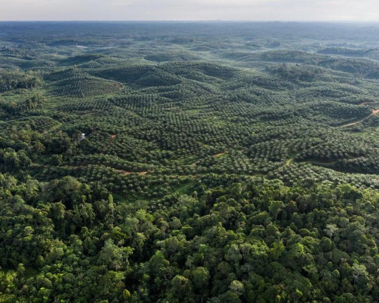 Borneo to trzecia co do wielkości wyspa na świecie, na której znajduje się jeden z najważniejszych obszarów lasów deszczowych. Szczyci się ogromną różnorodnością biologiczną. Niestety, w ostatnich dziesięcioleciach duże obszary tego ważnego ekosystemu zostały przekształcone w plantacje palm olejowych
