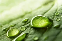 W modnych w tym roku zapachach nuty zielone łączą się z nutami wody w postaci deszczu, rosy czy wilgotnego powietrza