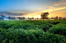 &lt;p&gt;Pola herbaty są rozsiane na różnych kontynentach, głównie w obszarach o sprzyjających warunkach klimatycznych i glebowych.&lt;/p&gt;