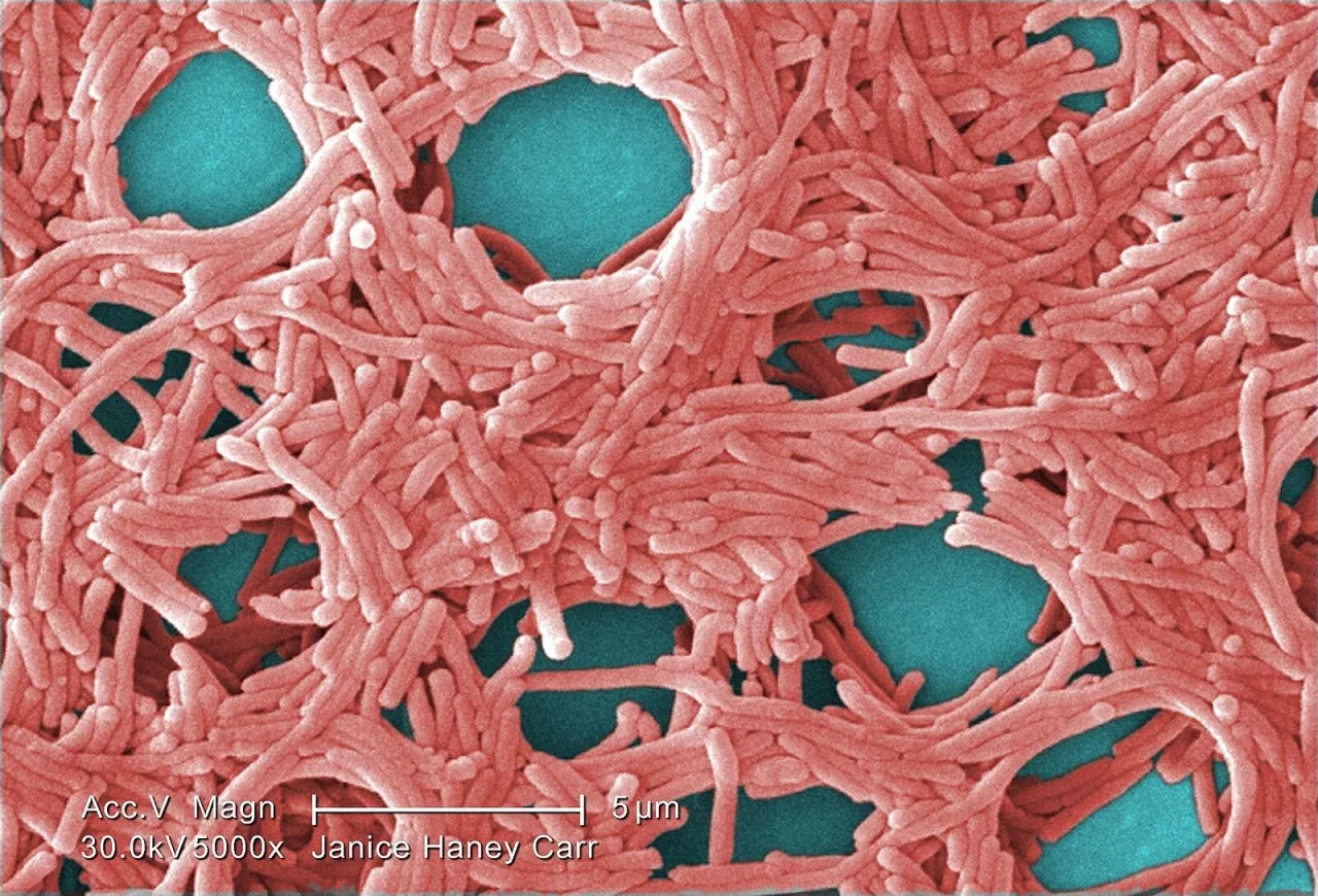 &lt;p&gt;Kolorowa skaningowa mikroskopia elektronowa (SEM) ze średnio dużym powiększeniem 5000X, przedstawiająca dużą grupę Gram-ujemnych bakterii Legionella pneumophila.&lt;/p&gt;