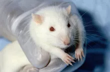 &lt;p&gt;Zwierzęta laboratoryjne z USA, takie jak myszy, szczury i króliki, będą — być może — mogły niedługo odetchnąć z ulgą.&lt;/p&gt;