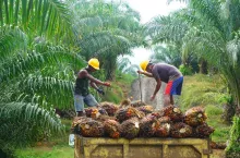&lt;p&gt;Na zły PR oleju palmowego wpływa jego niezrównoważona produkcja. Jednak coraz wiecej plantatorów rozumie jaki to problem dla środowiska i przestawia się na uprawy z certyfikatem RSPO&lt;/p&gt;