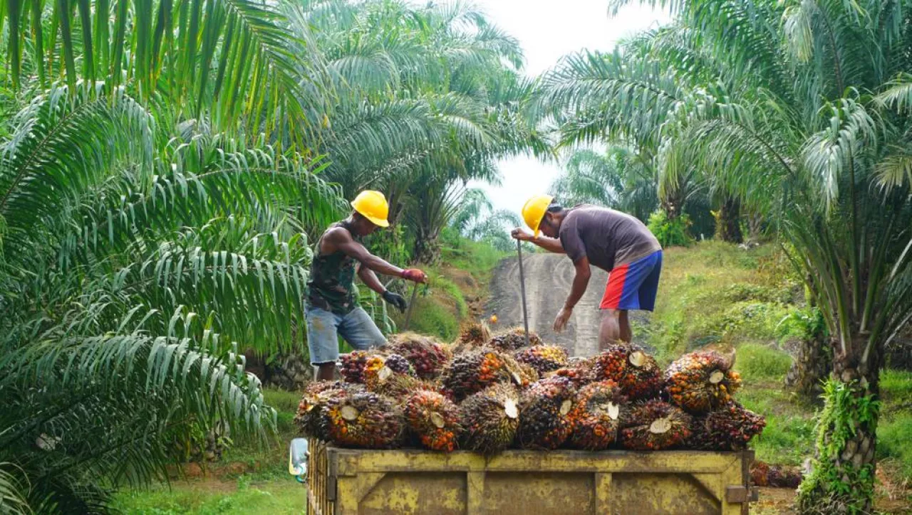 &lt;p&gt;Na zły PR oleju palmowego wpływa jego niezrównoważona produkcja. Jednak coraz wiecej plantatorów rozumie jaki to problem dla środowiska i przestawia się na uprawy z certyfikatem RSPO&lt;/p&gt;