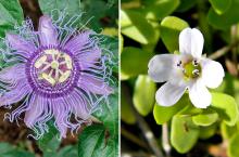 Kwiat Passiflora ‘Incense‘ i Bacopa monnieri.