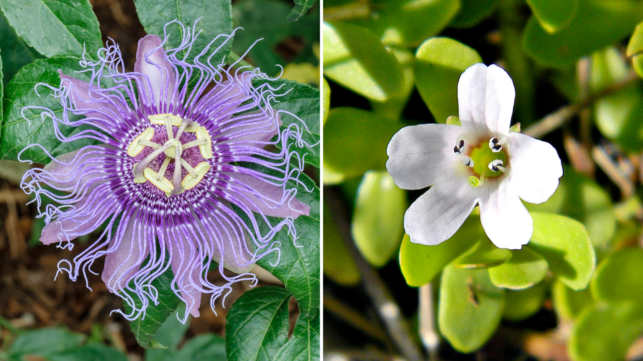 Kwiat Passiflora ‘Incense‘ i Bacopa monnieri.