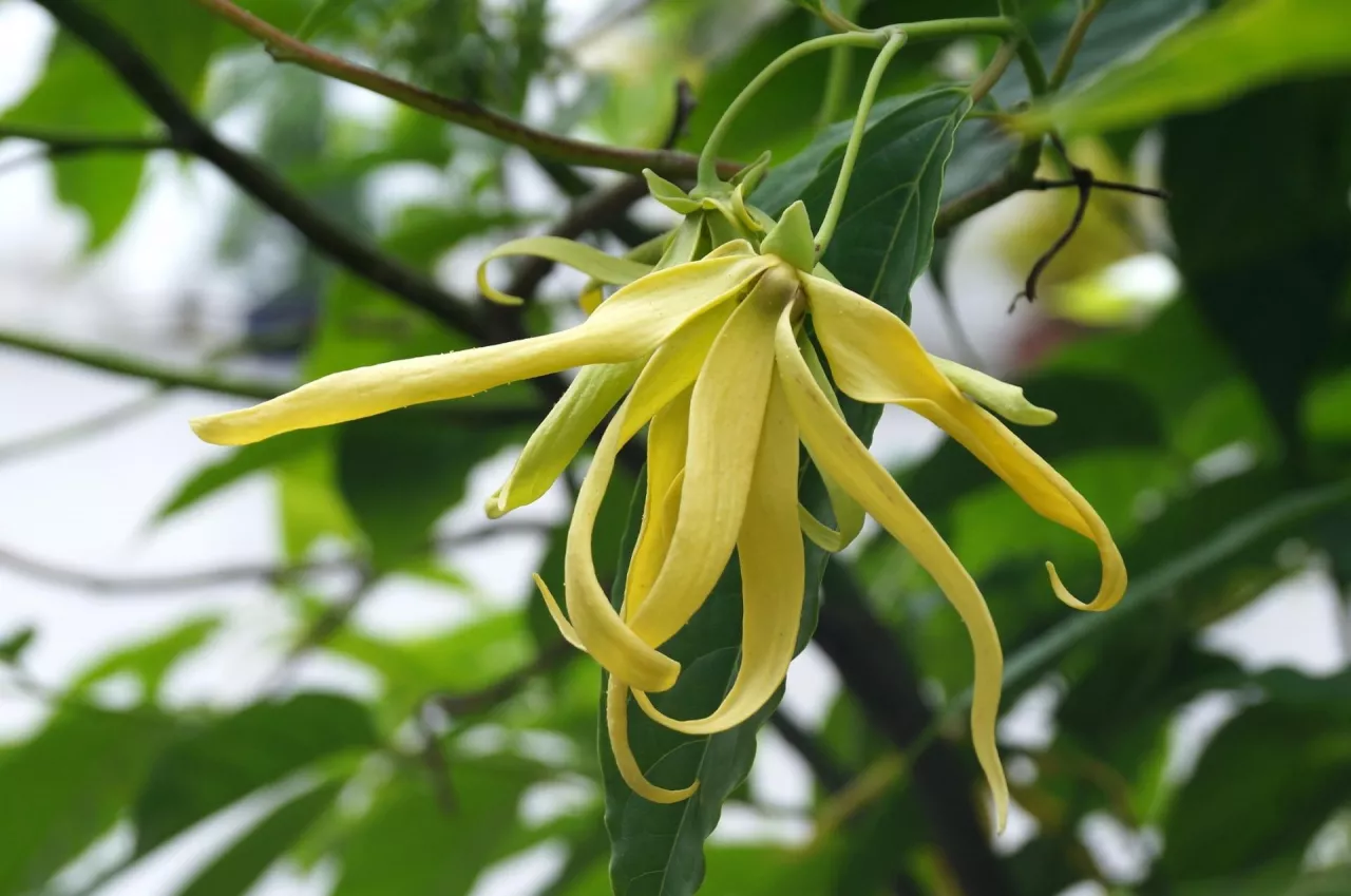 Ylang-ylang jest bardzo popularną nutą zapachową w perfumach i wodach toaletowych.