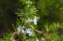 Rozmaryn jest od dekad popularnym surowcem farmaceutycznym.