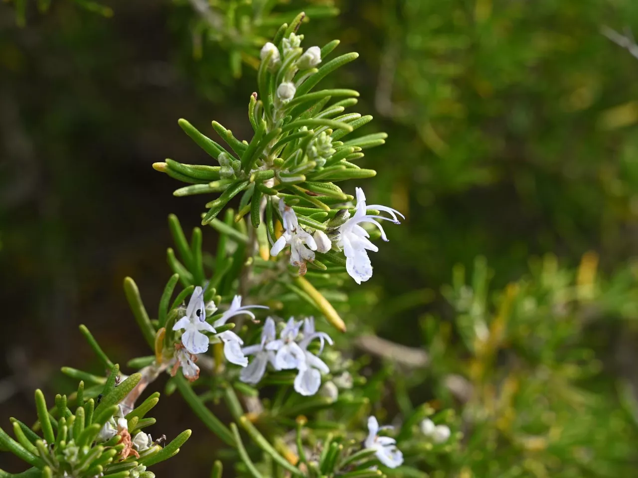 Rozmaryn jest od dekad popularnym surowcem farmaceutycznym.