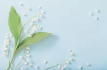 lilies of the valley on blue background
