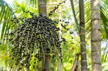 Zbliżenie na kiść świeżych owoców açaí na farmie w amazońskiej dżungli w Brazylii.