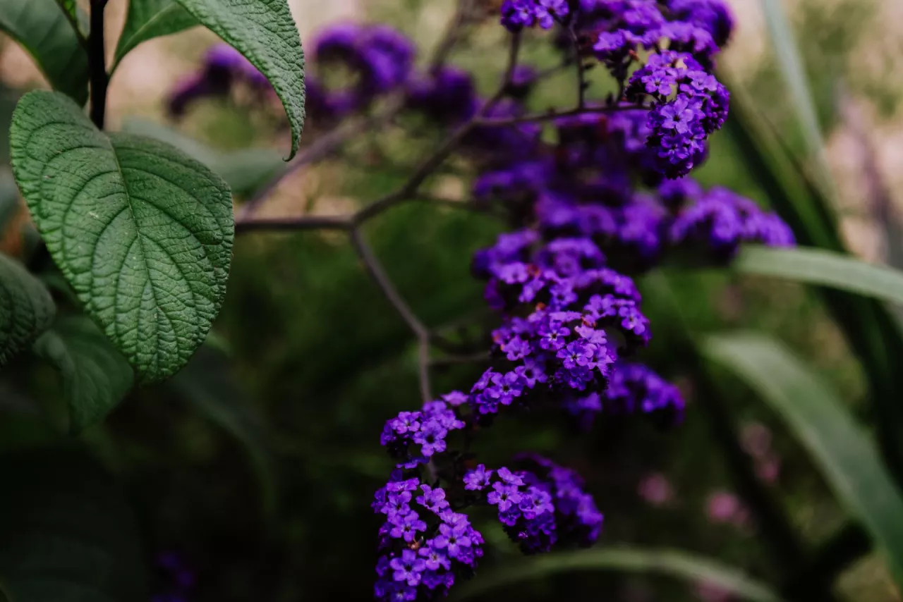 Fioletowa ozdoba rabat, czyli heliotrop. Kiedy wysiewać tę roślinę i jak ją uprawiać?