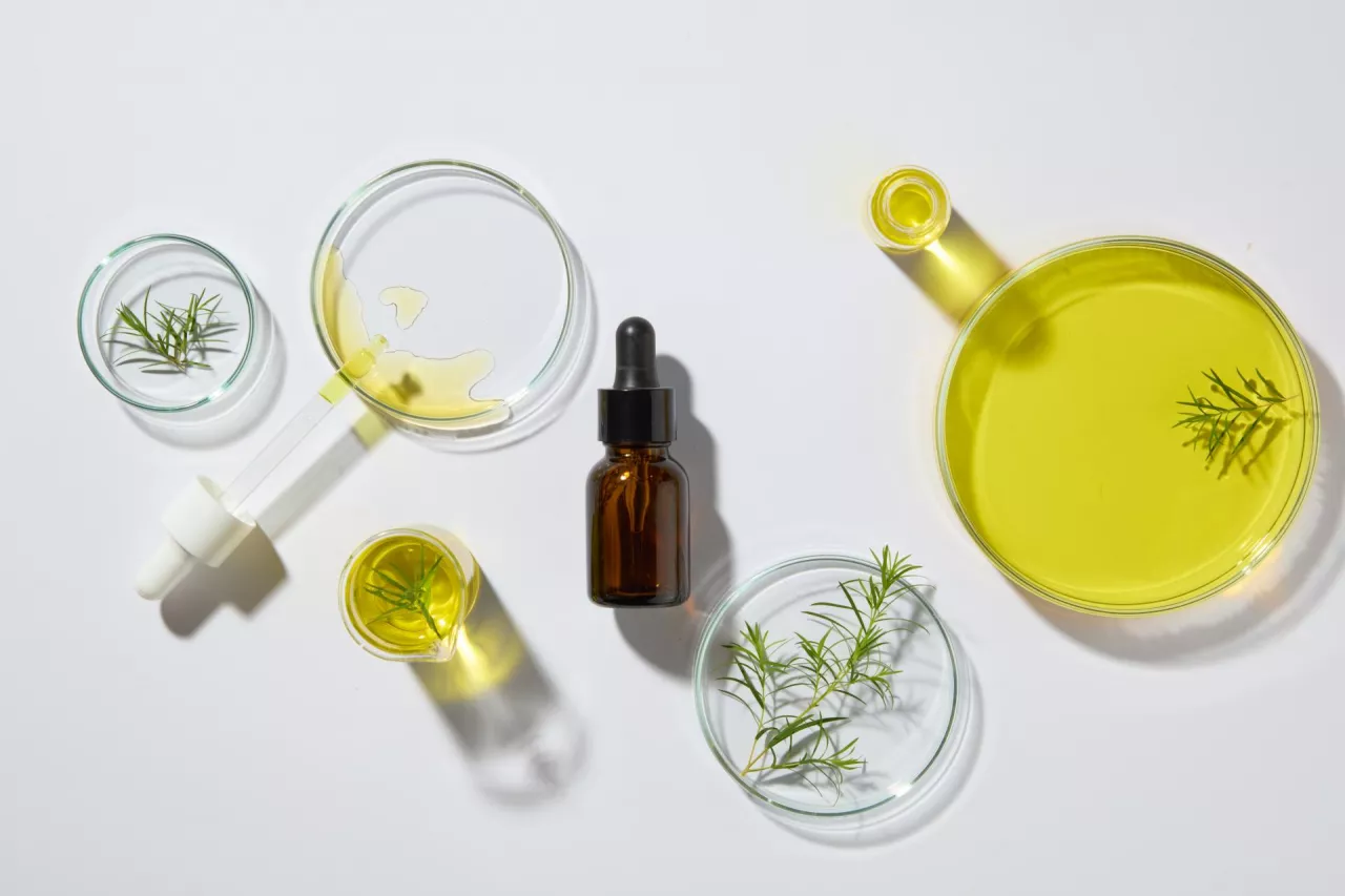 Blank label dropper bottle surrounded by several petri dishes filled with yellow liquid and tea tree leaves. Concept laboratory tests and research natural extract making cosmetics